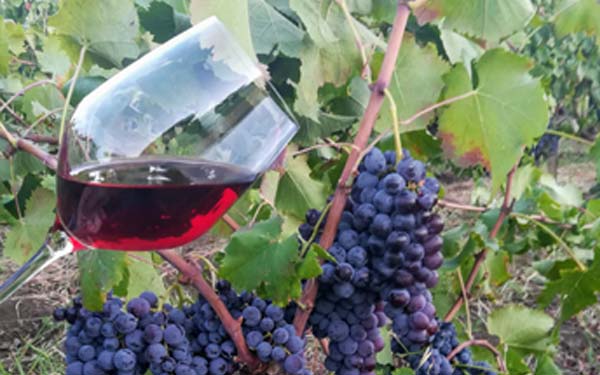 vitigni vineyard sicilia sicily