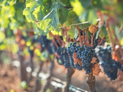 Wine Tasting Myth and Frappato Tasting - Casa Grazia