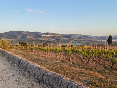 Discovering the Terroirs of Chiaramonte Classic Tasting - Winery Gulfi - Locanda Gulfi Winery